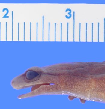Media type: image; Herpetology A-106389
